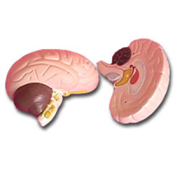human-brain-model