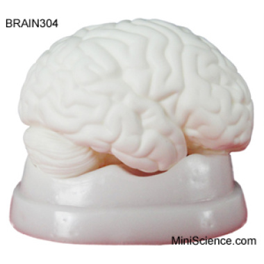 brain-model-dissectable-in-3-pieces
