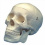 human-skull-model-premium