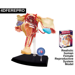 Female Reproductive System Model