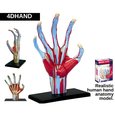 hand-model
