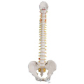 spine-anatomical-model