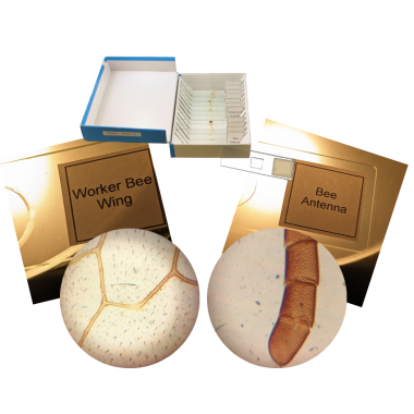 insect-set-glass-prepared-slides